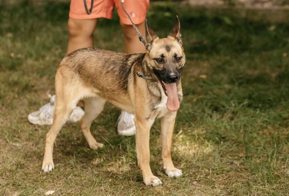 2-letnia energiczna sunia od roku szuka domu...