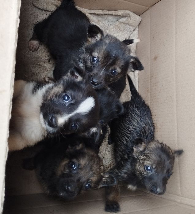 Віддам цуценят у добрі руки