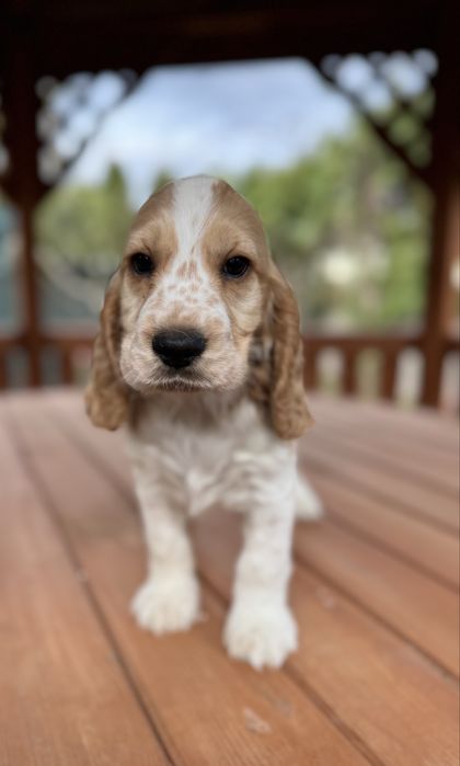 Wyjątkowy jasny piesek Cocker Spaniel Angielski Orange roan rodowód