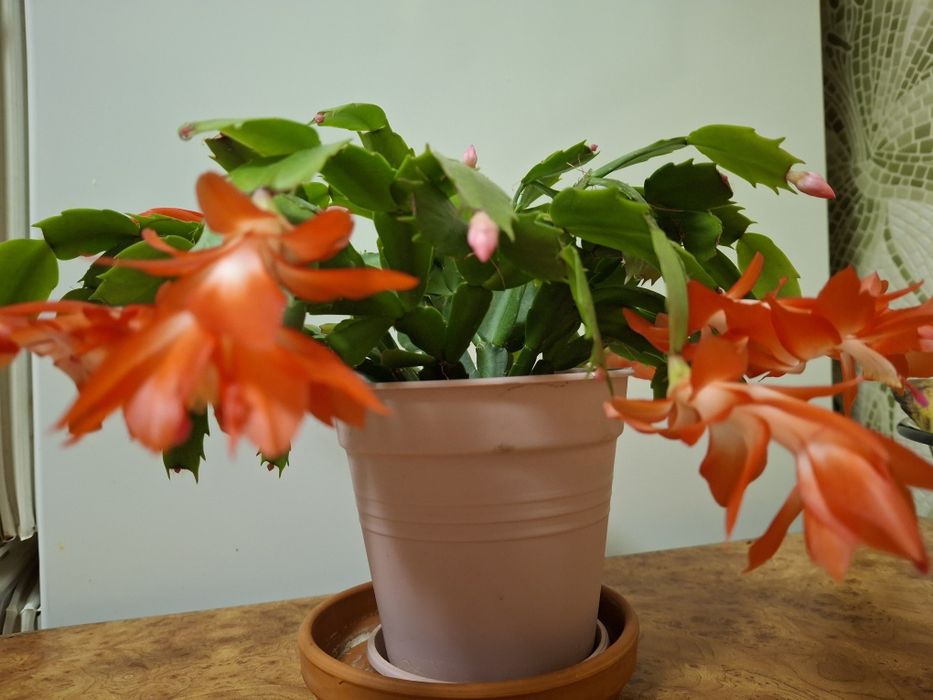 Шлюмбергера (ракова шийка)