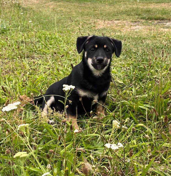 Miko przeuroczy szczeniak do adopcji