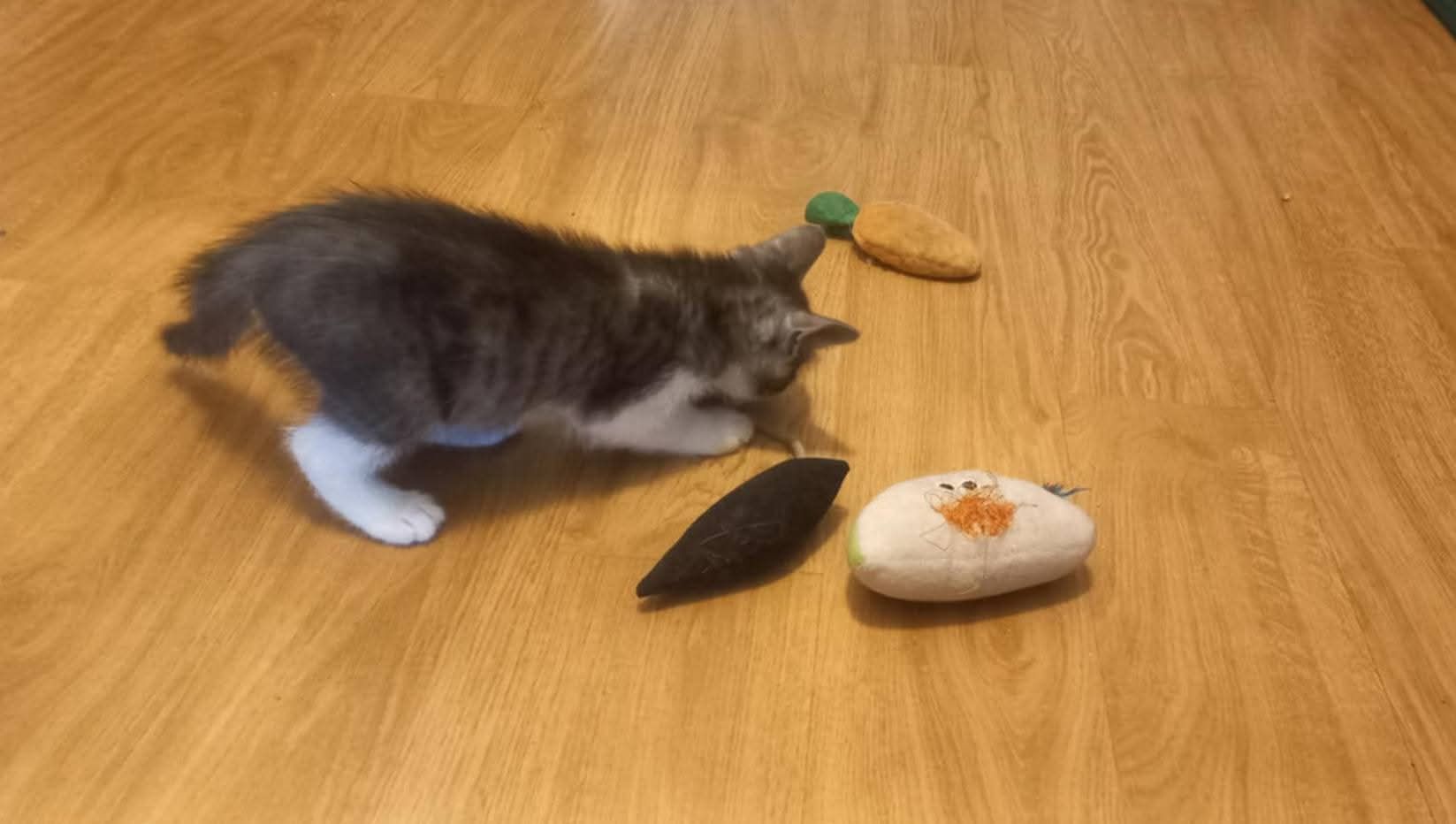 Śliczni bracia polecają się do adopcji!