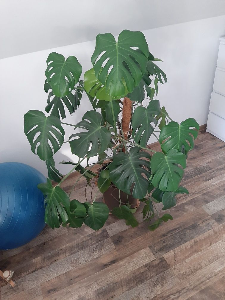 Duża szeroka monstera gigant XXL