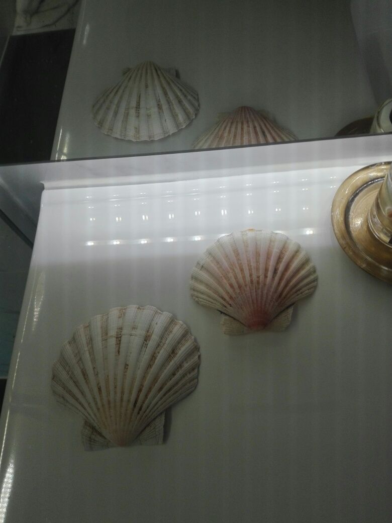 Conchas Verdadeiras