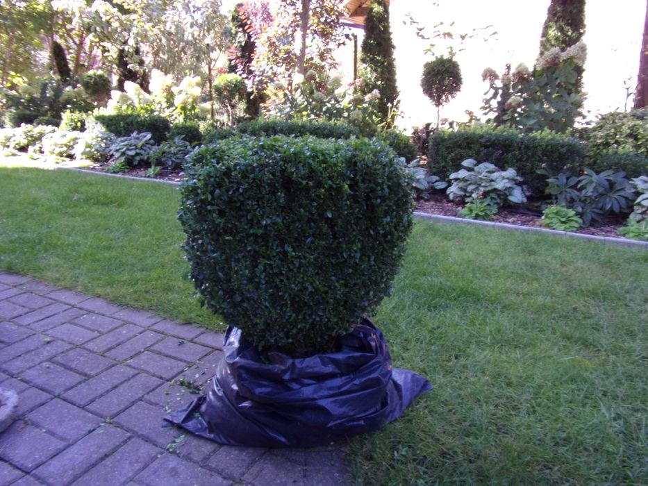 piękny duży bukszpan zdrowy prawie kula odbiór Olsztyn gratis kalina