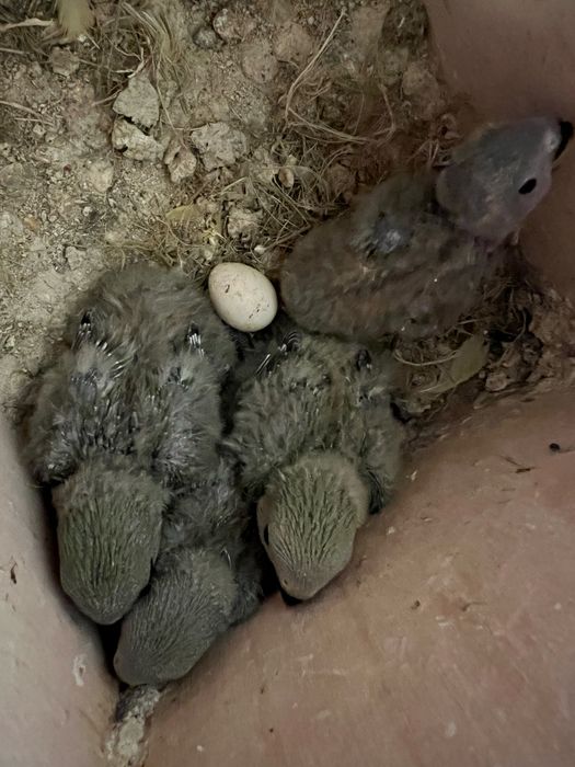 AGAPORNIS ROSEICOLLIS BEBÉS