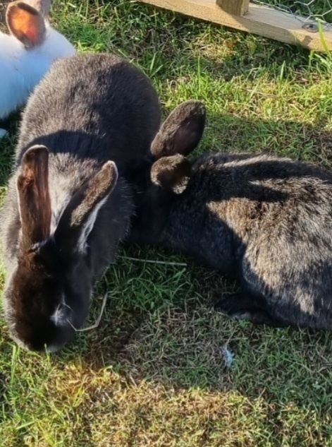 Królik olbrzym Belgijski