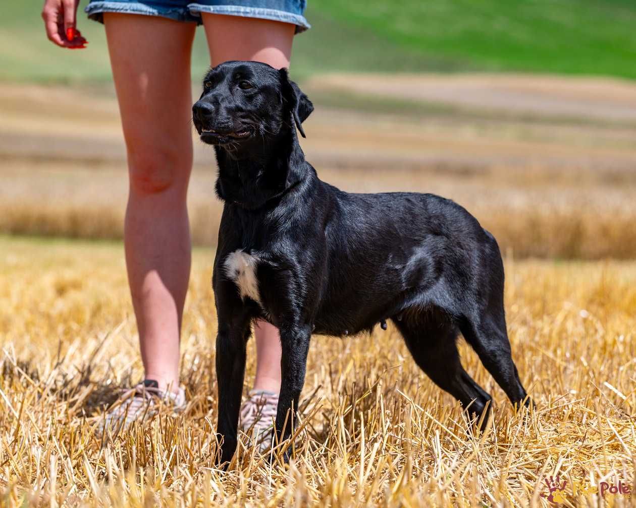 Bonnie - młoda, łagodna, kochana suczka jak labrador SCHRONISKO