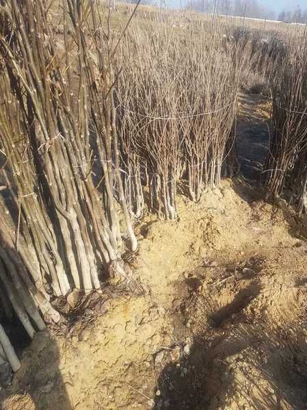 Drzewka owocowe, wiśnie, śliwy,jabłonie, morele, czereśnie,