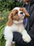 Cavalier King Charles Spaniel tricolor - Bambi