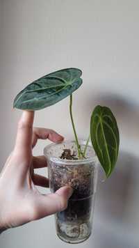 Anthurium forgetti white stripes