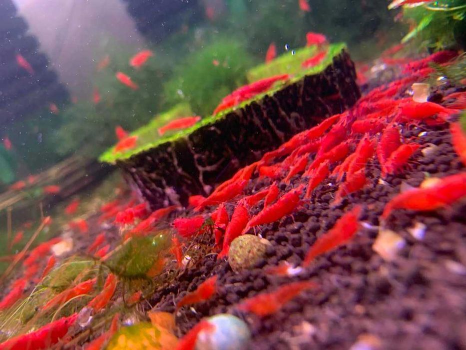 Krewetki Neocaridina Sakura Red