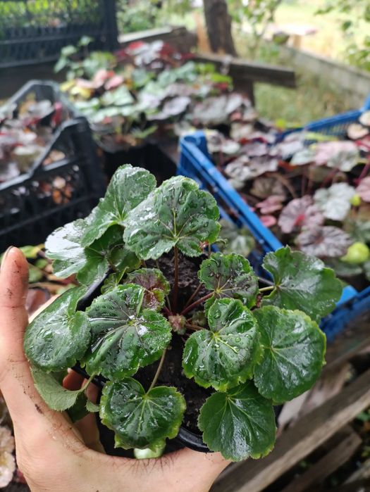 Гейхера. Саджанці. Декоративні рослини. Для тіні