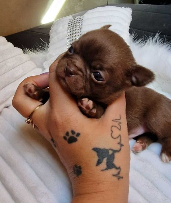 Piesek Chihuahua czekoladowy krótkowłosy