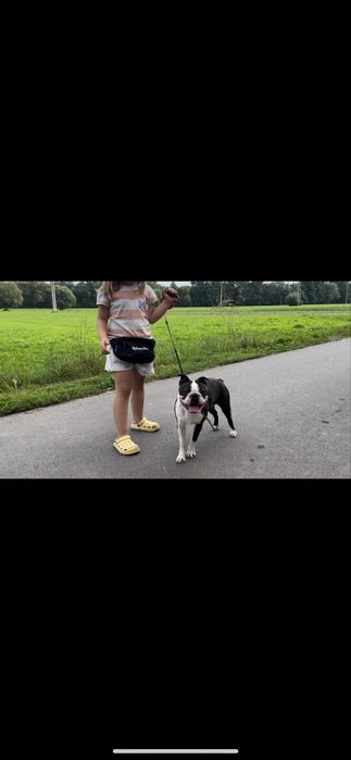 Boston terrier pies reproduktor