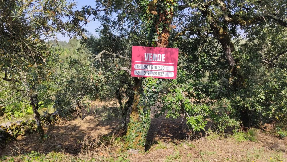 Terreno Rústico 600m² p/CONSTRUÇÃO c/Oliveiras || Lagarteira, Ansião