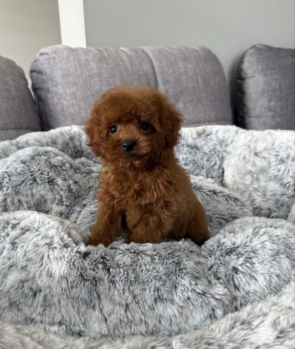 Pudel Toy dostępna wyjątkowa sunia red