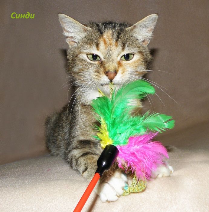 Маленькая, красивая котенок-девочка Синди, похожая на барханную