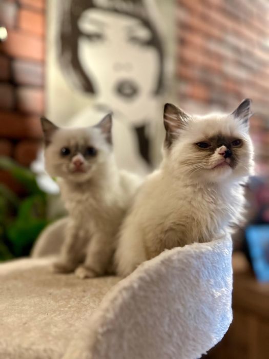 Ragdoll koteczka kocurek gotowe do zmiany domku