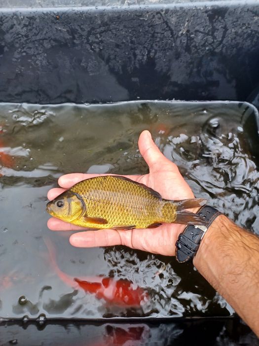 Szczupak 18-25cm I większe . Lin , Sandacz , Okoń.