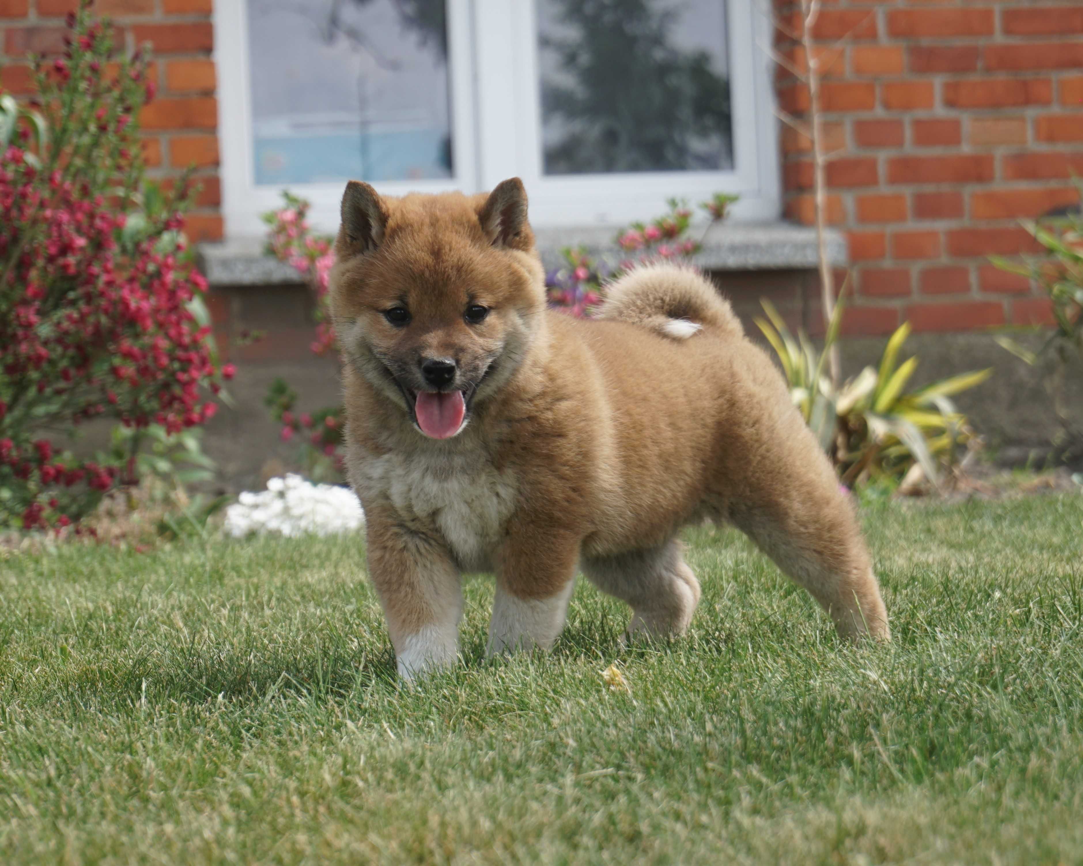 Shiba inu czerwona sunia szczeniak