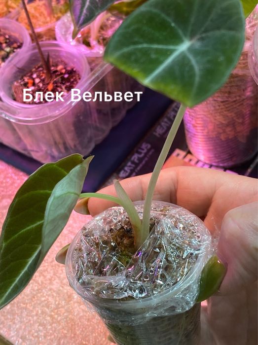 Продам алоказію от 100 грн