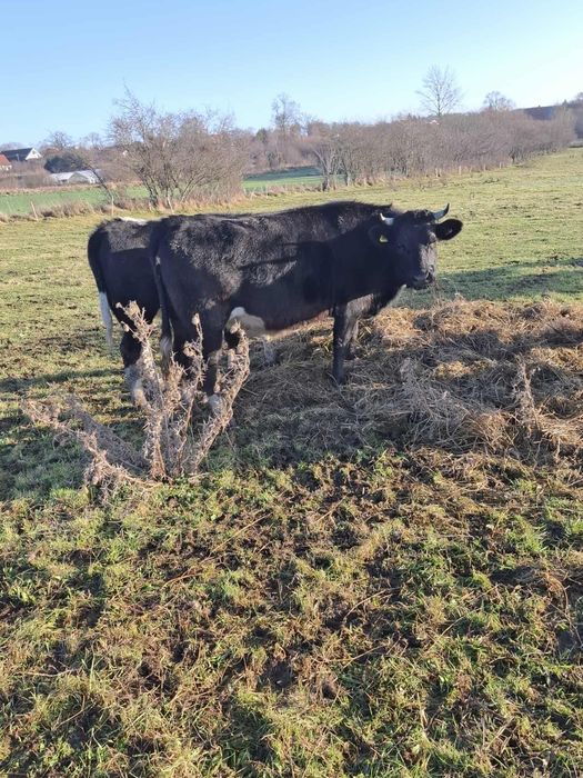 Sprzedam krowy mamki