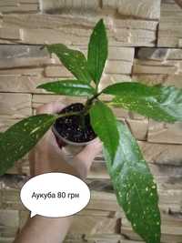 Аукуба японська кротоновидна, Кімнатні рослини 80 грн