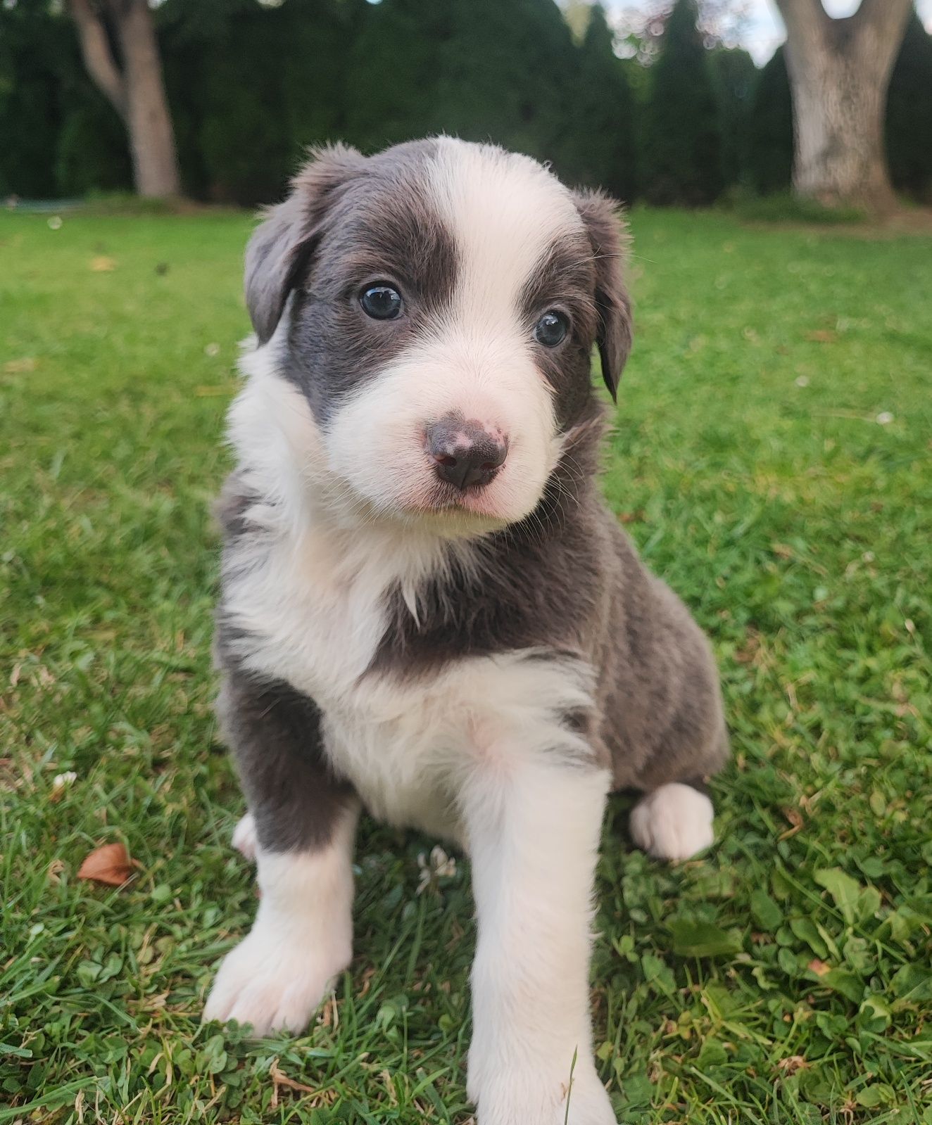 Border Collie Blue & White z niebieskimi oczami – metryka PFH