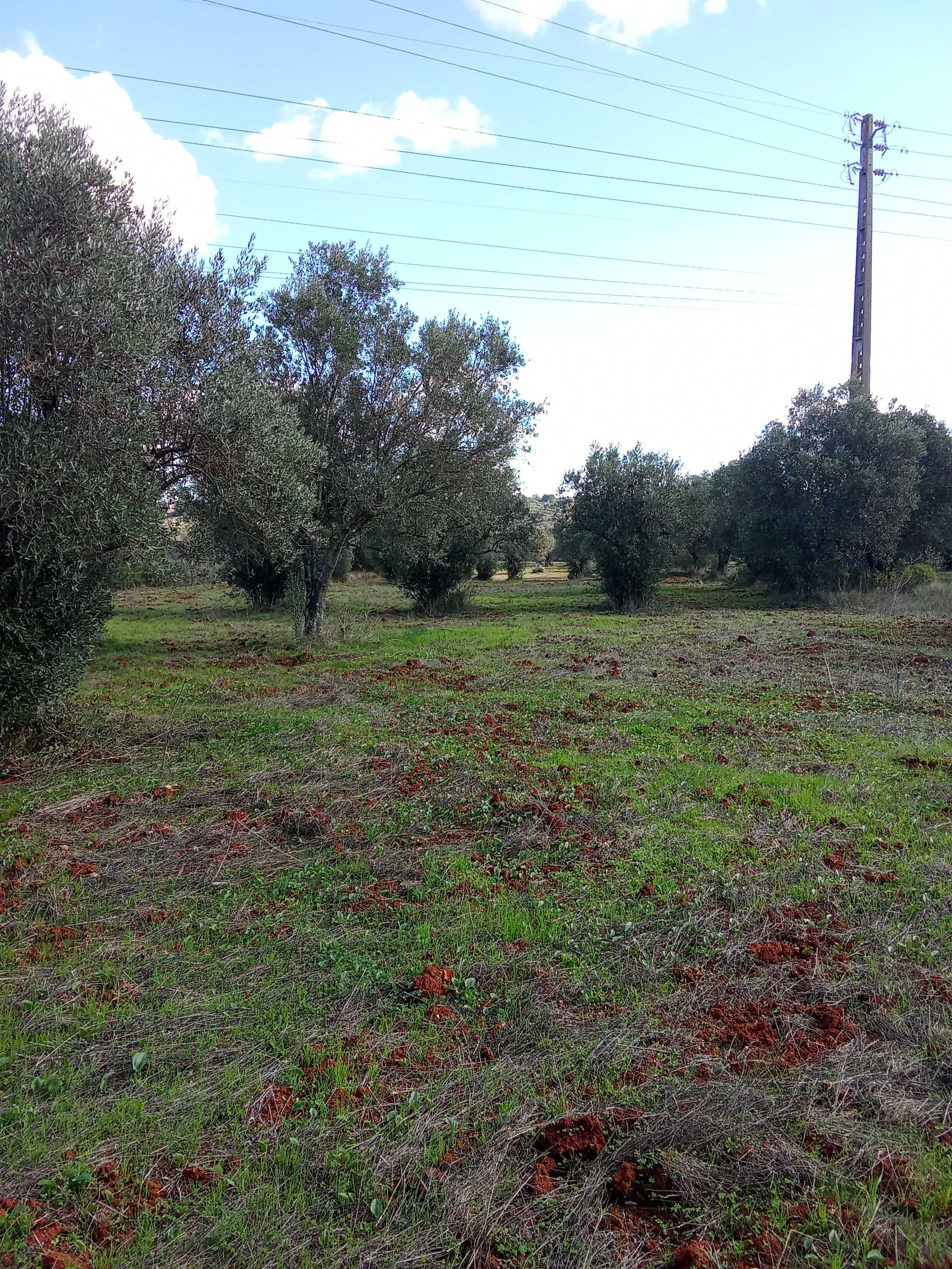 terreno para construçao em ALCANENA