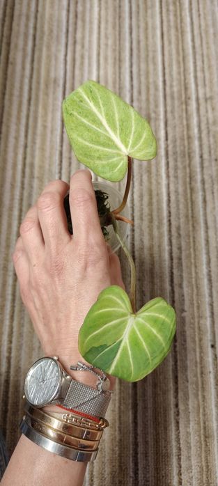 Philodendron Gloriosum Aurea Mint Variegated