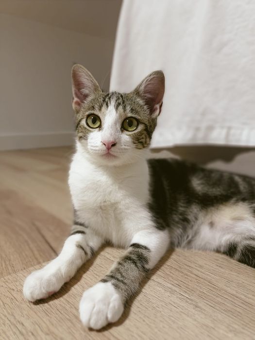 Gatinha jovem bebé para adoção responsável