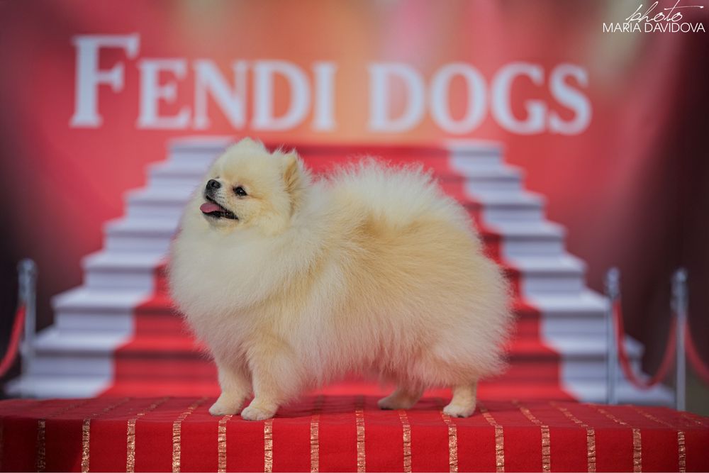 Вязка померанского шпица