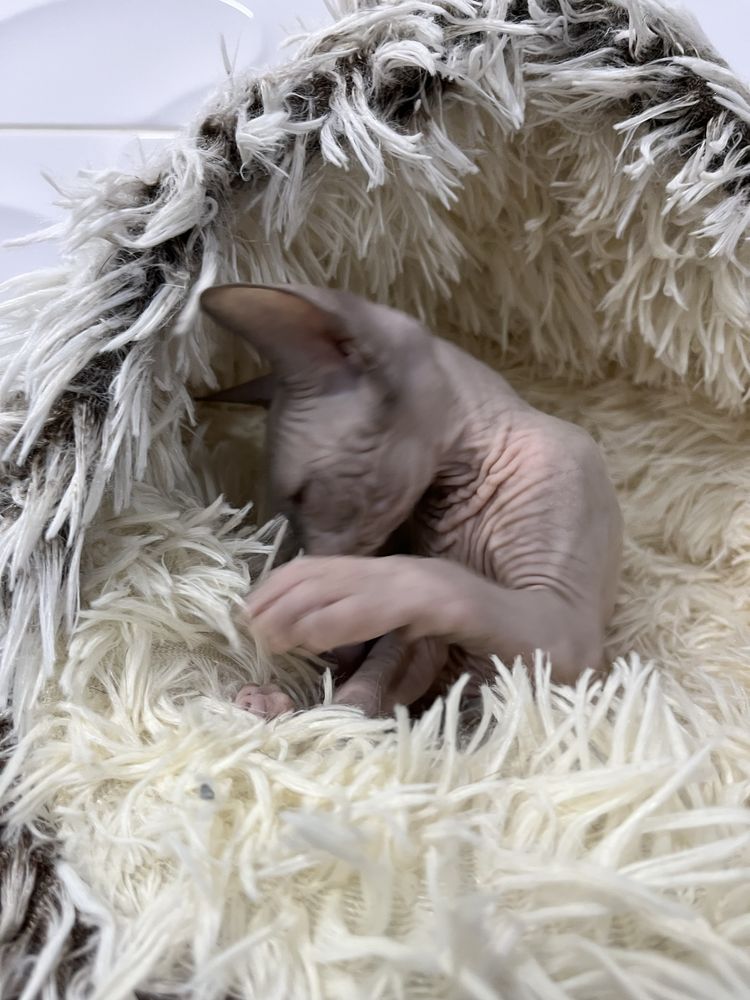 Macho sphynx cor lilac com 2 meses