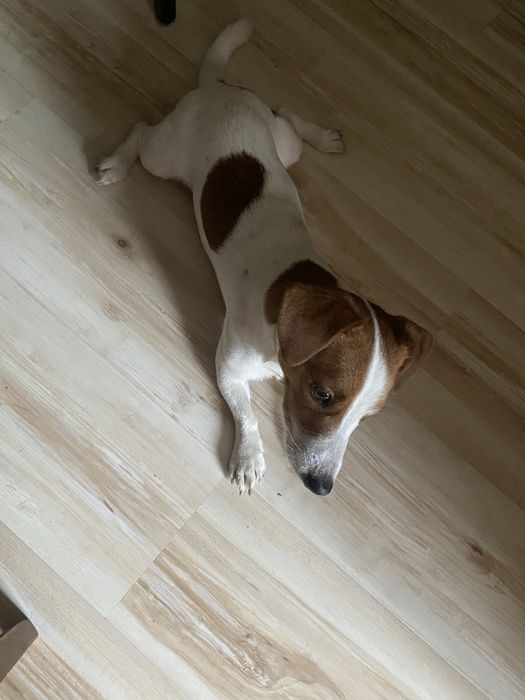 Джек рассел зведу