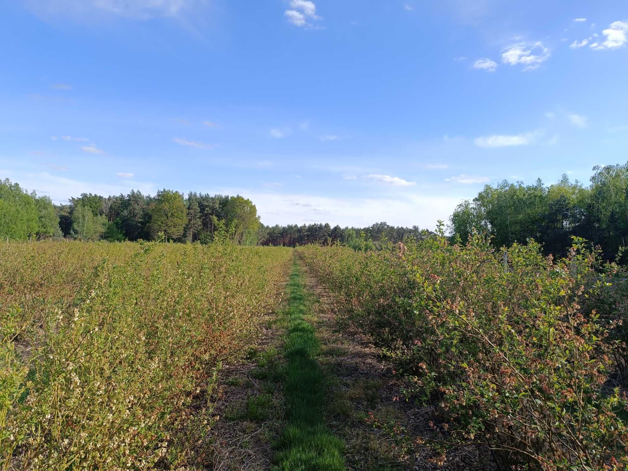 Sprzedam krzewy borówki, wy dzie rzawie plantacje