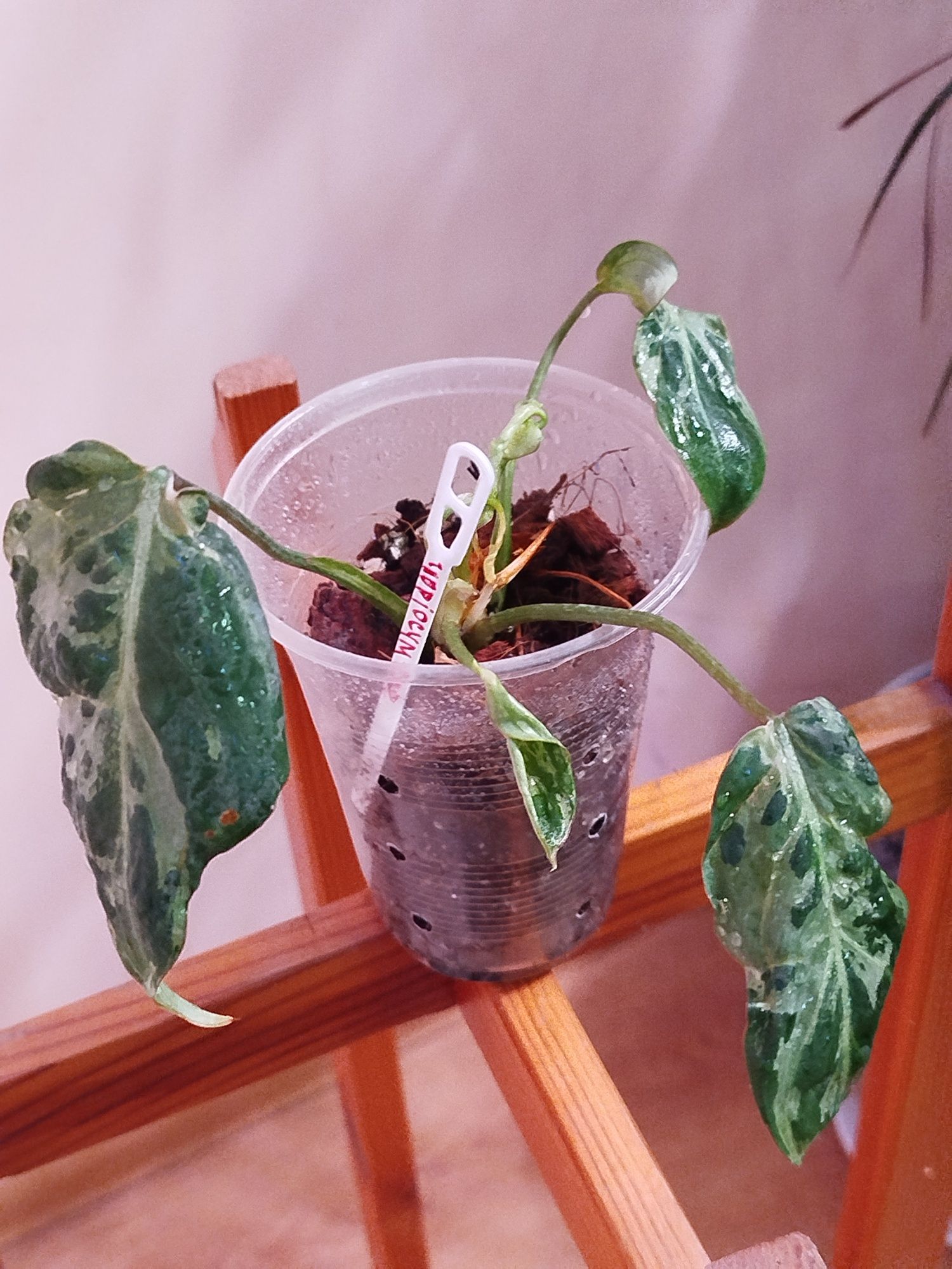 Філодендрон Gloriosum variegated, Філодендрон Raysep