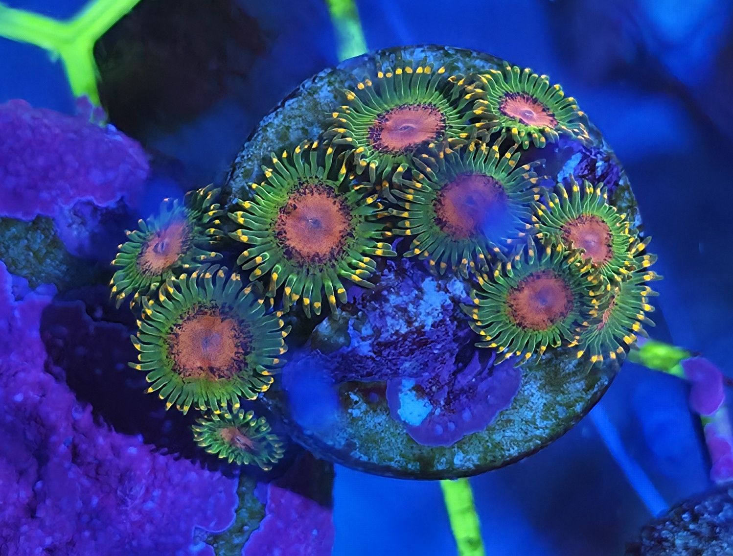 Zoanthus awesome blossom