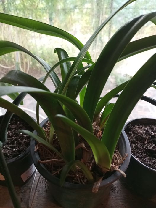 Гиппеаструм красный