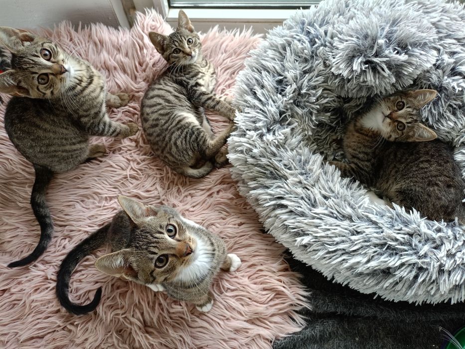 Domek poszukiwany dla kociaków