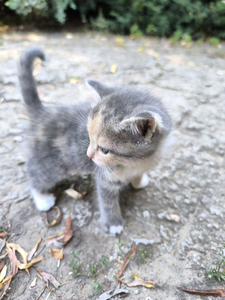 Котята,бесплатно