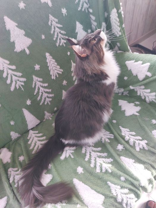 Kot Maine Coon rodowód FPL