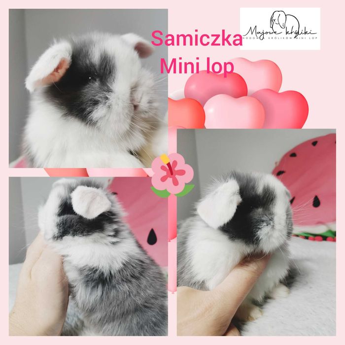 Mini lop królik króliczek hodowla zarejestrowana 910-P