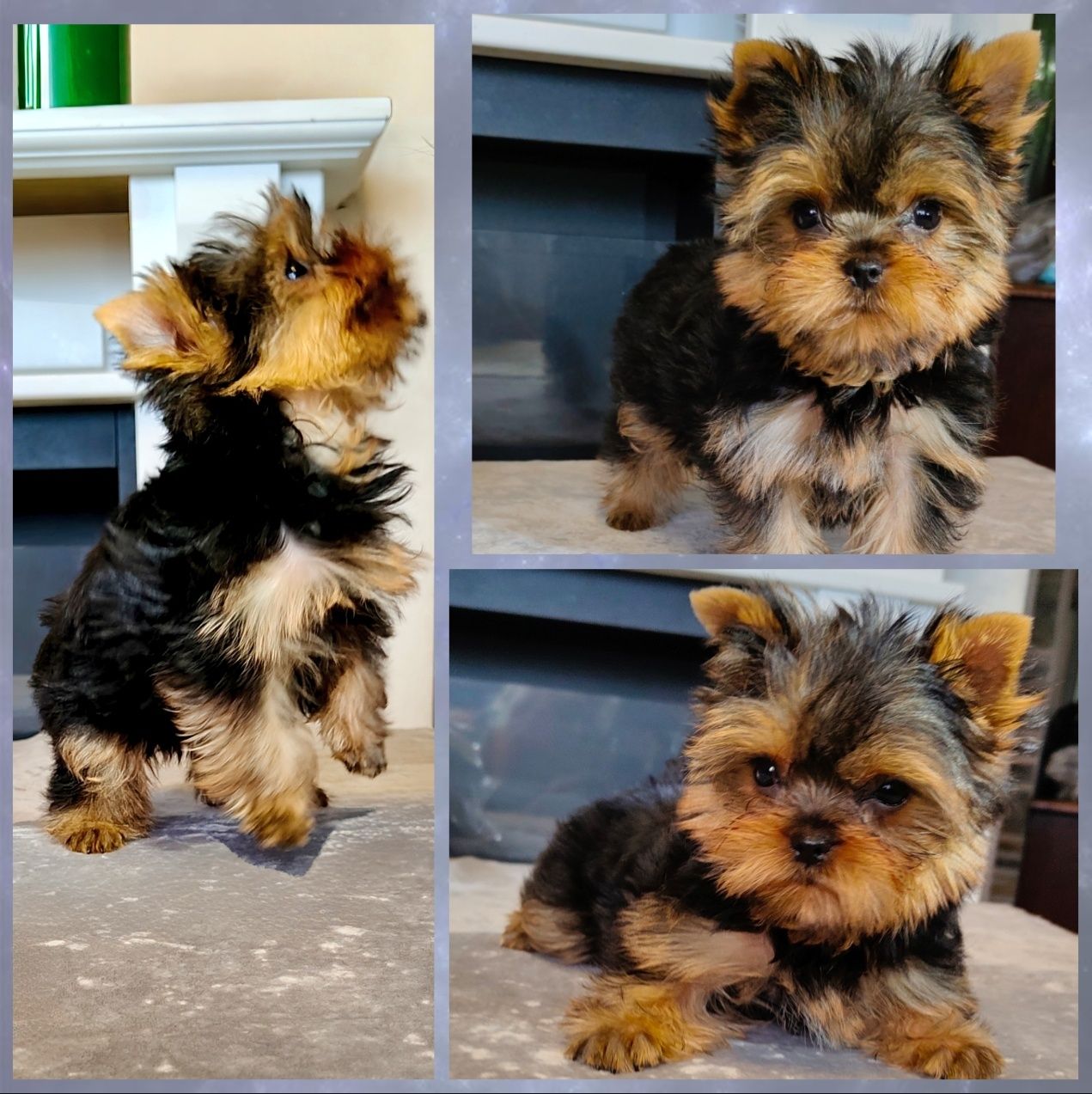 Chłopczyk piesek York Yorkshire Terrier FCI ZKwP