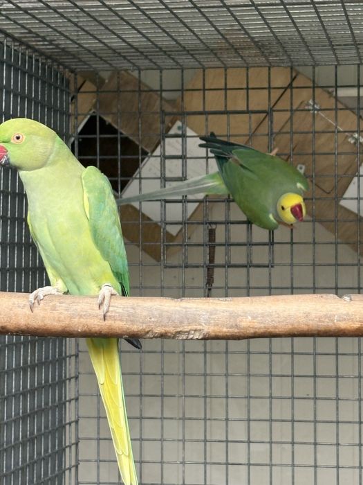 Ring neck casal adulto