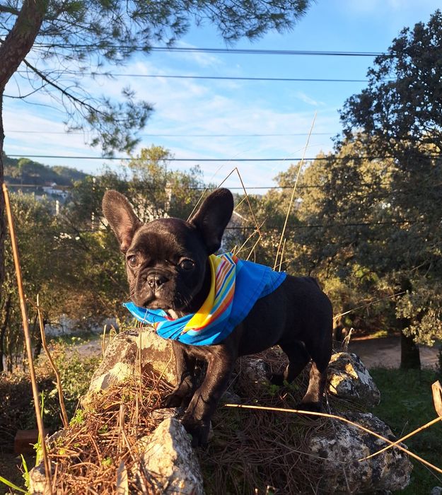 Bulldog Francês Fêmea