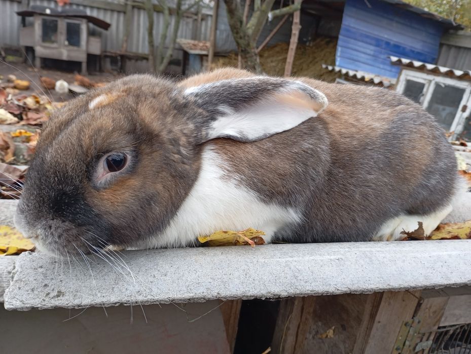 Продам кролів самок і самців