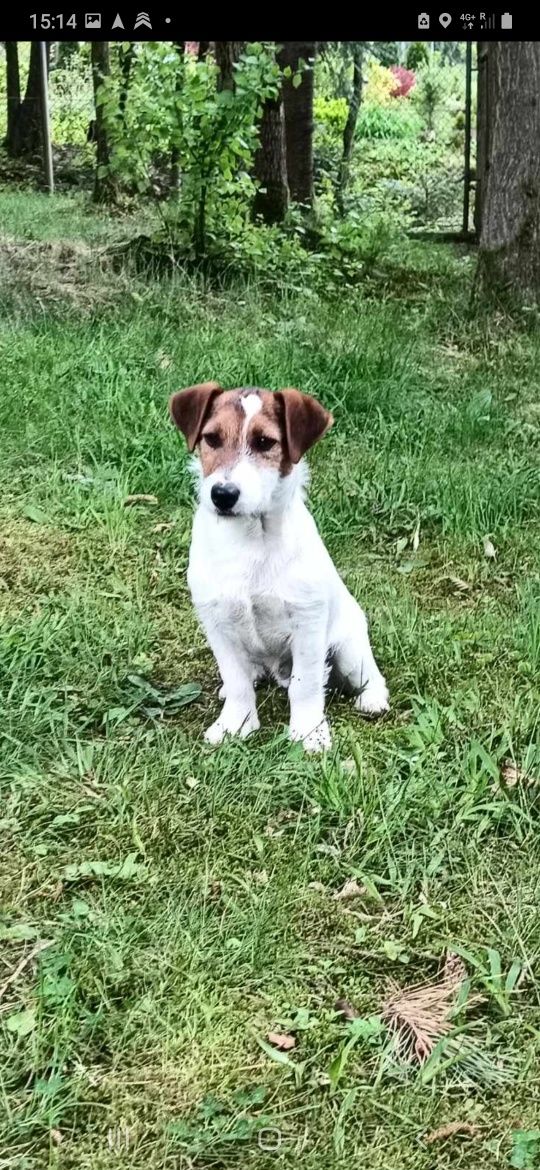 Jack russell terrier piesek Harley