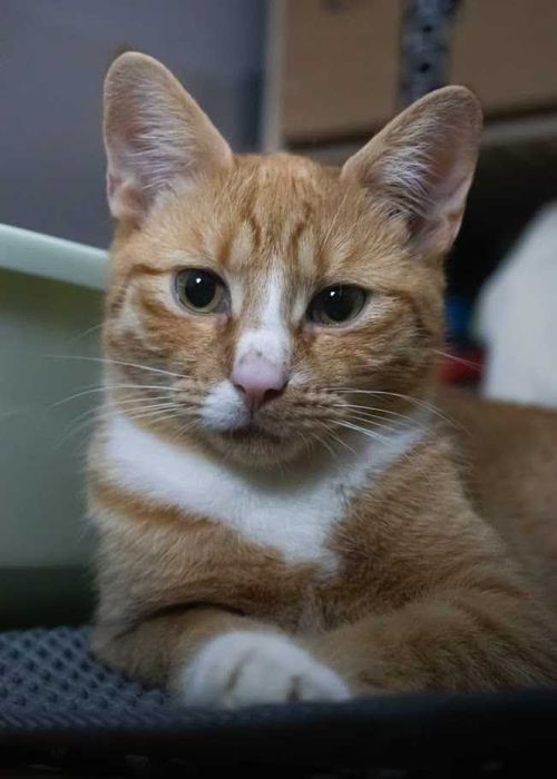 CHESTER - 8 miesięczny zabawowy rudy kocurek szuka domku!