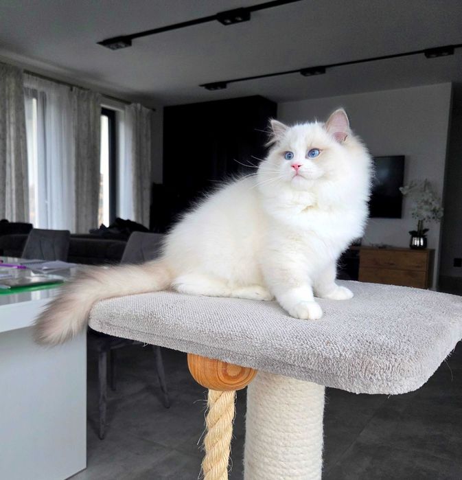 Ragdoll kocur z rodowodem FPL.